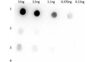 Dot Blot (DB) image for Rabbit anti-Llama IgG1 antibody (ABIN5706889)