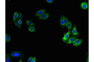 Immunofluorescent analysis of HepG2 cells using ABIN7175634 at dilution of 1:100 and Alexa Fluor 488-congugated AffiniPure Goat Anti-Rabbit IgG(H+L) (VN1R5 antibody  (AA 185-269))