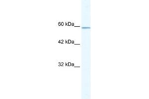 KLHL5 antibody (20R-1097) used at 0. (KLHL5 antibody  (N-Term))