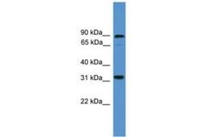 Image no. 1 for anti-Atonal Homolog 8 (ATOH8) (C-Term) antibody (ABIN6745348) (ATOH8 antibody  (C-Term))