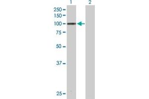Western Blot analysis of MARK3 expression in transfected 293T cell line by MARK3 MaxPab polyclonal antibody. (MARK3 antibody  (AA 1-729))
