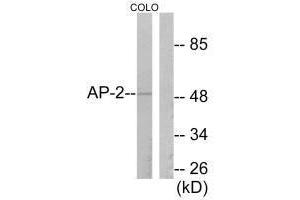 Western blot analysis of extracts from COLO205 cells, using AP-2 antibody. (TFAP2A antibody)