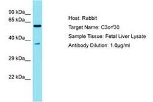 Image no. 1 for anti-Chromosome 3 Open Reading Frame 30 (C3orf30) (AA 97-146) antibody (ABIN6750770) (C3orf30 antibody  (AA 97-146))