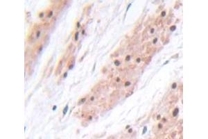 IHC-P analysis of Rat Tissue, with DAB staining. (PIK3AP1 antibody  (AA 397-650))