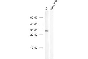 VTI1A antibody  (AA 2-185)