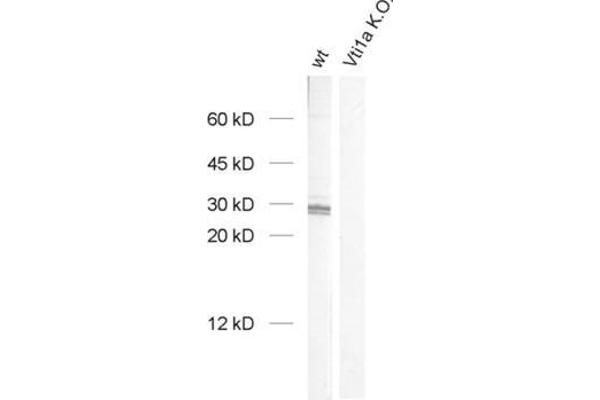 VTI1A antibody  (AA 2-185)