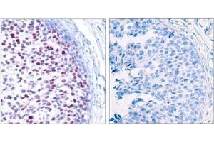 Image no. 3 for anti-Jun Proto-Oncogene (JUN) (pThr239) antibody (ABIN196653) (C-JUN antibody  (pThr239))