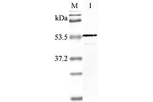 Western blot analysis using anti-Nampt (human), pAb  at 1:2'000 dilution. (NAMPT antibody  (AA 40-56))