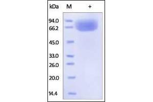 Human B7-1, Fc Tag (HPLC-verified) on SDS-PAGE under reducing (R) condition.
