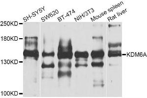 Western blot analysis of extracts of various cell lines, using KDM6A antibody.