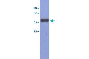 Western blot analysis of Mouse muscle extract (40 ug) by using FBP2 monoclonal antibody, clone AT1E11 (1:1000). (FBP2 antibody  (AA 1-339))