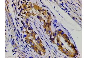 Immunohistochemistry (IHC) image for anti-Ephrin B2 (EFNB2) (C-Term) antibody (ABIN6261455)