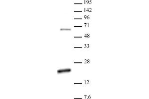 Histone H3 dimethyl Arg17 asymmetric pAb tested by Western blot. (Histone 3 antibody  (H3R17me2a))