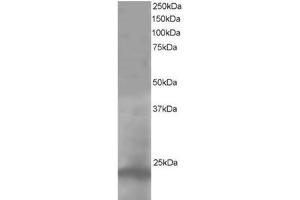 Image no. 1 for anti-Pallidin Homolog (PLDN) (C-Term) antibody (ABIN374323) (Pallidin antibody  (C-Term))