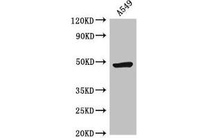 Western Blot Positive WB detected in: A549 whole cell lysate All lanes: HRH3 antibody at 2. (HRH3 antibody  (AA 236-332))
