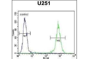 GGTLC2 Antibody (Center) (ABIN654174 and ABIN2844032) flow cytometric analysis of  cells (right histogram) compared to a negative control cell (left histogram). (GGTLC2 antibody  (AA 127-154))