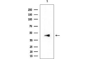 anti-Family with Sequence Similarity 71, Member D (FAM71D) antibody