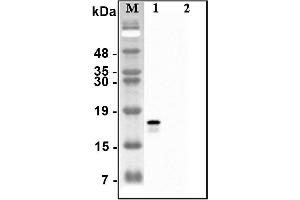 Western blot analysis of recombinant human CTRPs using anti-CTRP2 (human), pAb  at 1:4,000 dilution. (C1QTNF2 antibody)