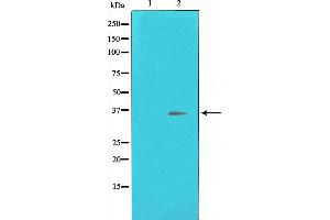 Western blot analysis of CREB expression in UV treated HeLa whole cell lysates,The lane on the left is treated with the antigen-specific peptide. (CREB1 antibody  (Internal Region))
