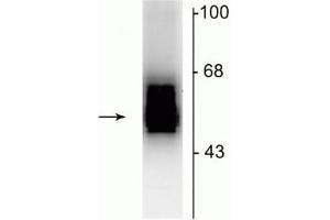 Western blot of 7 µg of rat cerebellar lysate showing specific immunolabeling of the ~55 kDa β2-subunit of the GABAA-R. (GABRB2 antibody  (Cytoplasmic Loop))