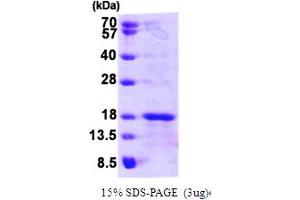 SDS-PAGE (SDS) image for Glutaredoxin 5 (GLRX5) (AA 1-157) protein (His tag) (ABIN666987)