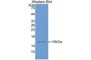 Detection of Recombinant GAL1, Bovine using Polyclonal Antibody to Galectin 1 (GAL1) (LGALS1/Galectin 1 antibody  (AA 1-135))