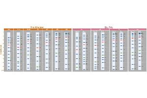 SDS-PAGE (SDS) image for ExcelBand™ 3-color Broad Range Protein Marker (ABIN5662598)