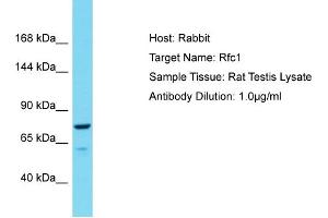 Host: Rabbit Target Name: Rfc1 Sample Type: Rat Testis lysates Antibody Dilution: 1.