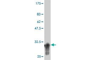 Western Blot detection against Immunogen (34. (CDK16 antibody  (AA 1-80))