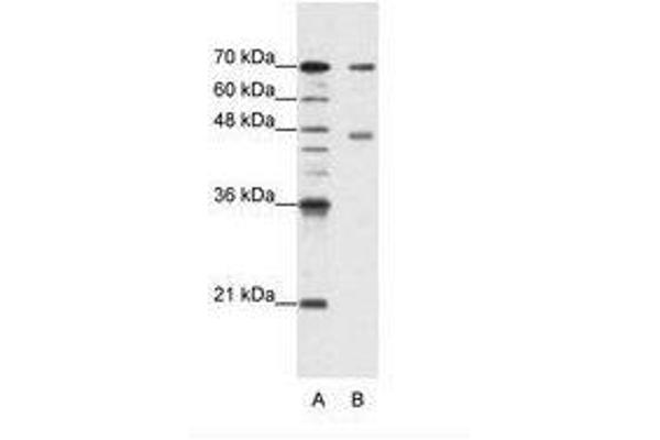 PABPC4 antibody  (AA 181-230)