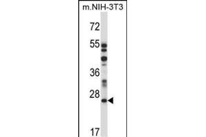 LTM4A Antibody (N-term) 13816a western blot analysis in mouse NIH-3T3 cell line lysates (35 μg/lane). (LAPTM4A antibody  (N-Term))