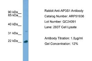 WB Suggested Anti-AP3S1  Antibody Titration: 0.