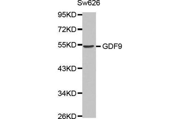 GDF9 抗体  (AA 205-454)