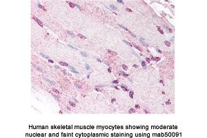 Image no. 1 for anti-Defensin, alpha 5, Paneth Cell-Specific (DEFA5) (cleaved), (full length) antibody (ABIN363245)