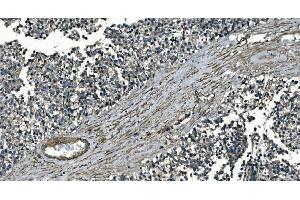 IHC analysis of GNG7 using anti-GNG7 antibody (ABIN7600508).
