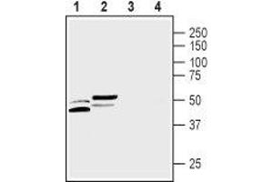 Western blot analysis of rat (lanes 1 and 3) and mouse (lanes 2 and 4) tongue lysates: - 1,2. (CALHM3 antibody  (C-Term, Intracellular))