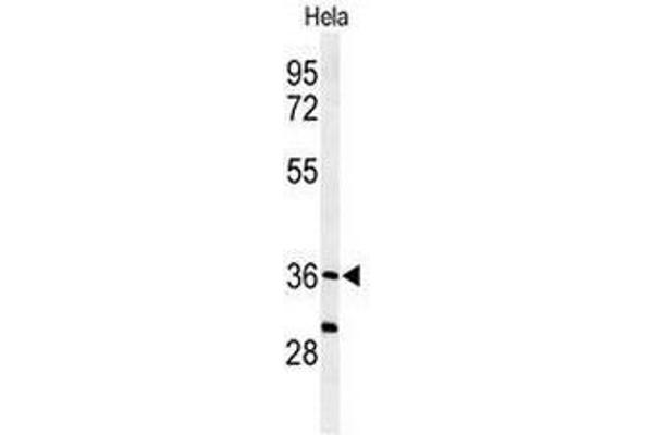 SUMF1 antibody  (C-Term)