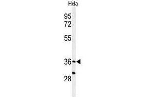 Western blot analysis of SUMF1 Antibody (C-Term) in Hela cell line lysates (35µg/lane).