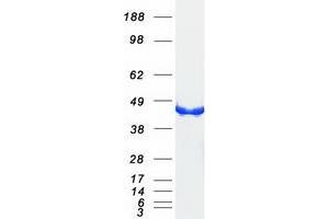 Validation with Western Blot (CKB Protein (Myc-DYKDDDDK Tag))