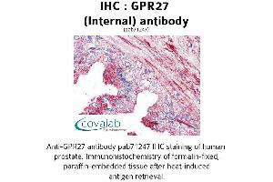 Image no. 1 for anti-G Protein-Coupled Receptor 27 (GPR27) (Internal Region) antibody (ABIN1735041) (GPR27 antibody  (Internal Region))