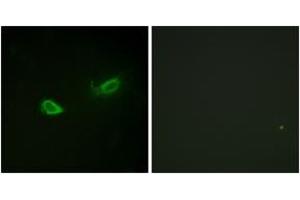 Immunofluorescence analysis of NIH-3T3 cells, using ATP1 alpha1/Na+K+ ATPase1 (Phospho-Ser23) Antibody. (ATP1A1 antibody  (pSer23))