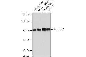 Western blot analysis of extracts of various cell lines, using Perilipin A Rabbit mAb (ABIN7269218) at 1:1000 dilution. (PLIN1 antibody)