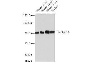 PLIN1 antibody