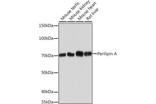 PLIN1 antibody