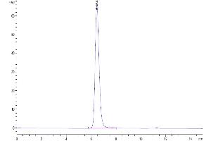 Size-exclusion chromatography-High Pressure Liquid Chromatography (SEC-HPLC) image for CD28 (CD28) (AA 19-152) protein (Fc Tag) (ABIN7274251)