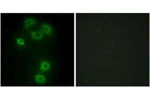 Immunofluorescence analysis of A549 cells, using BMX Antibody. (BMX antibody  (AA 11-60))