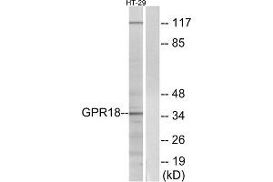 Western blot analysis of extracts from HT-29 cells, using GPR18 antibody. (GPR18 antibody  (Internal Region))