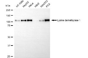 Western blotting analysis using lysine demethylase 1 antibody (ABIN7800950).