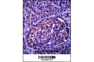 LRRN4 Antibody immunohistochemistry analysis in formalin fixed and paraffin embedded human pancreas tissue followed by peroxidase conjugation of the secondary antibody and DAB staining. (LRRN4 antibody  (C-Term))
