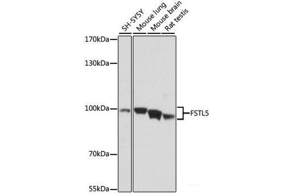 FSTL5 antibody